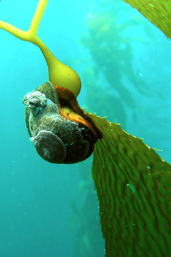  Norrisia norrisii (Red Foot Moon Snail)